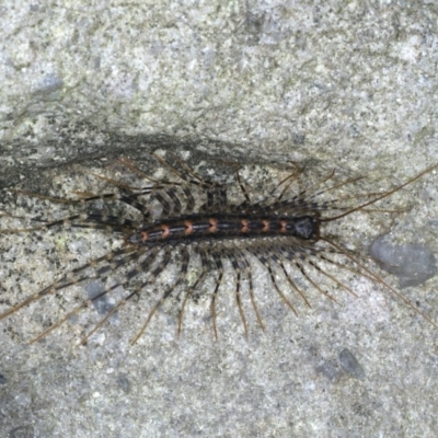 Scutigeridae (family) (A scutigerid centipede) at Coomee Nulunga Cultural Walking Track - 26 Jan 2020 by jb2602