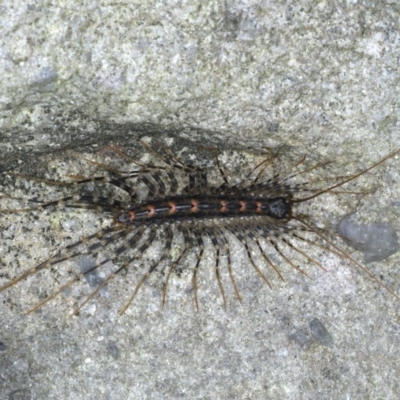 Scutigeridae (family) (A scutigerid centipede) at Ulladulla - Warden Head Bushcare - 26 Jan 2020 by jb2602