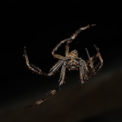 Eriophora biapicata (Garden orb weaver) at Ulladulla - Warden Head Bushcare - 26 Jan 2020 by jb2602