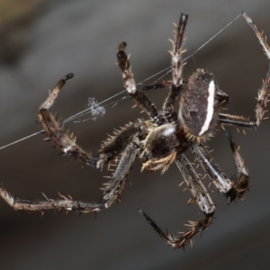 Eriophora biapicata at Ulladulla - Warden Head Bushcare - 26 Jan 2020