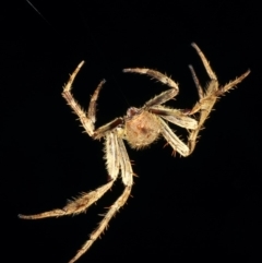 Hortophora sp. (genus) (Garden orb weaver) at Coomee Nulunga Cultural Walking Track - 26 Jan 2020 by jbromilow50