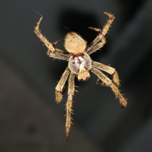 Hortophora sp. (genus) at Ulladulla - Warden Head Bushcare - 26 Jan 2020