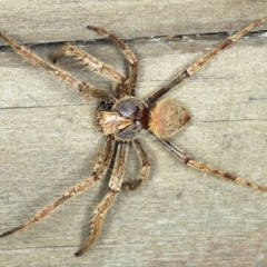 Hortophora sp. (genus) at Ulladulla - Warden Head Bushcare - 26 Jan 2020