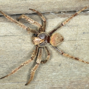 Hortophora sp. (genus) at Ulladulla - Warden Head Bushcare - 26 Jan 2020