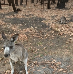 Macropus giganteus (Eastern Grey Kangaroo) at  - 30 Jan 2020 by PatB