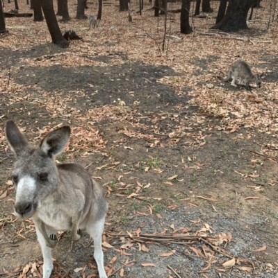 Macropus giganteus (Eastern Grey Kangaroo) at Bendalong, NSW - 30 Jan 2020 by PatB