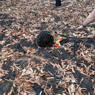 Tachyglossus aculeatus (Short-beaked Echidna) at Bendalong, NSW - 28 Jan 2020 by PatB