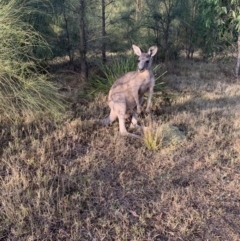 Macropus giganteus (Eastern Grey Kangaroo) at Manyana Inyadda Drive development area - 20 Jan 2020 by PatB