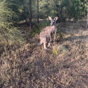 Macropus giganteus at Manyana Inyadda Drive development area - 20 Jan 2020