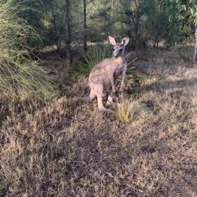 Macropus giganteus (Eastern Grey Kangaroo) at Manyana Inyadda Drive development area - 20 Jan 2020 by PatB