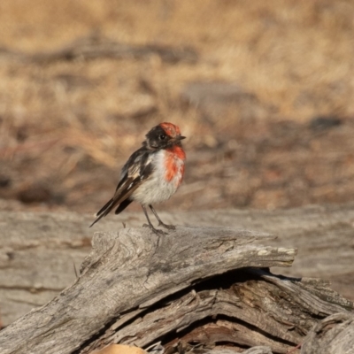 Petroica goodenovii (Red-capped Robin) at Majura, ACT - 31 Jan 2020 by rawshorty