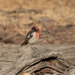 Petroica goodenovii (Red-capped Robin) at Majura, ACT - 30 Jan 2020 by rawshorty