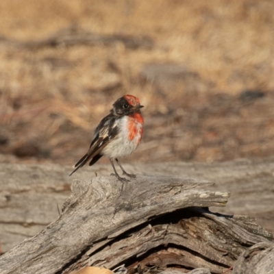 Petroica goodenovii (Red-capped Robin) at Mount Ainslie - 30 Jan 2020 by rawshorty