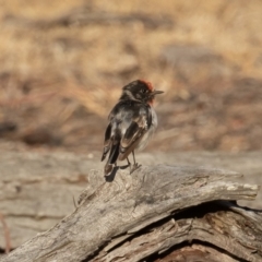 Petroica goodenovii at Majura, ACT - 31 Jan 2020