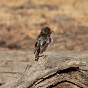 Petroica goodenovii at Majura, ACT - 31 Jan 2020