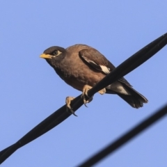 Acridotheres tristis (Common Myna) at Higgins, ACT - 30 Jan 2020 by Alison Milton