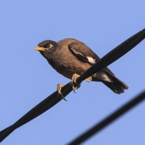 Acridotheres tristis at Higgins, ACT - 31 Jan 2020