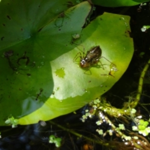 Libellulidae (family) at Isaacs, ACT - 31 Jan 2020