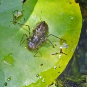 Libellulidae (family) at Isaacs, ACT - 31 Jan 2020 11:31 AM