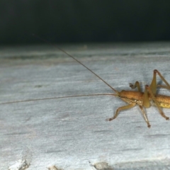 Austrosalomona sp. (genus) (Coastal katydid or Spine-headed katydid) at Ulladulla, NSW - 27 Jan 2020 by jbromilow50