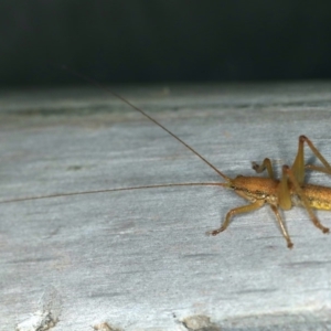 Austrosalomona sp. (genus) at Ulladulla - Warden Head Bushcare - 27 Jan 2020