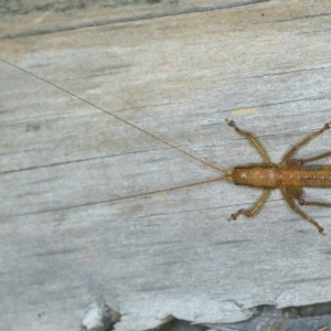 Austrosalomona sp. (genus) at Ulladulla - Warden Head Bushcare - 27 Jan 2020