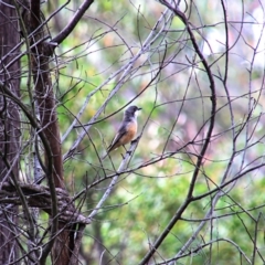 Pachycephala rufiventris (Rufous Whistler) at Alpine, NSW - 20 Oct 2018 by JanHartog