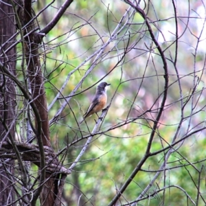 Pachycephala rufiventris at Upper Nepean State Conservation Area - 21 Oct 2018