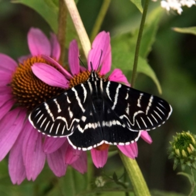 Comocrus behri (Mistletoe Day Moth) at Bombala, NSW - 30 Jan 2020 by Bruns