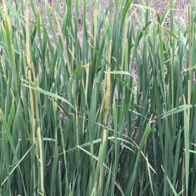 Typha domingensis (Bullrush) at Dunlop, ACT - 19 Dec 2018 by JaneR