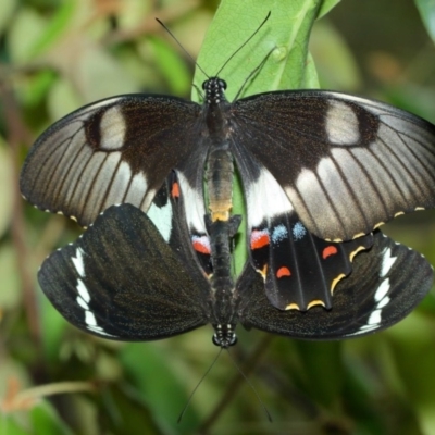 Papilio aegeus (Orchard Swallowtail, Large Citrus Butterfly) at Hackett, ACT - 15 Feb 2018 by TimL