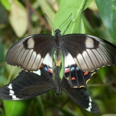 Papilio aegeus at Hackett, ACT - 15 Feb 2018 11:42 AM