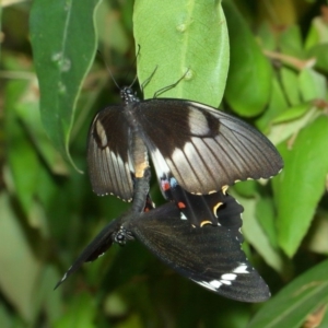 Papilio aegeus at Hackett, ACT - 15 Feb 2018