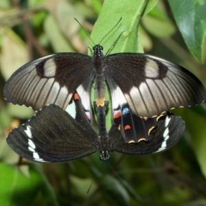 Papilio aegeus at Hackett, ACT - 15 Feb 2018 11:42 AM