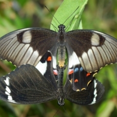 Papilio aegeus at Hackett, ACT - 15 Feb 2018 11:42 AM