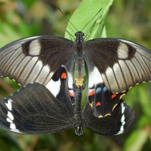 Papilio aegeus at Hackett, ACT - 15 Feb 2018