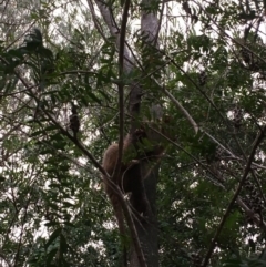 Pseudocheirus peregrinus (Common Ringtail Possum) at Kangaroo Valley, NSW - 23 Jan 2020 by GregThompson