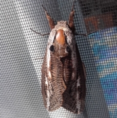 Unidentified Wood moth (Cossidae) at South Durras, NSW - 30 Jan 2020 by sturner