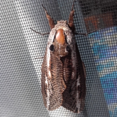 Unidentified Wood moth (Cossidae) at South Durras, NSW - 30 Jan 2020 by sturner
