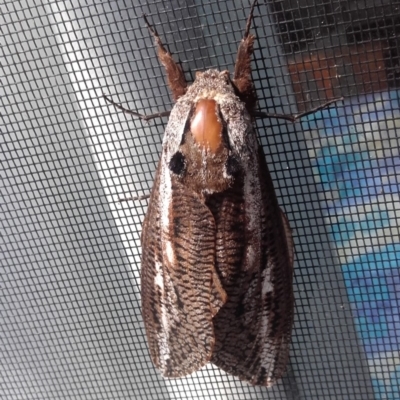 Endoxyla encalypti (Wattle Goat Moth) at South Durras, NSW - 31 Jan 2020 by sturner