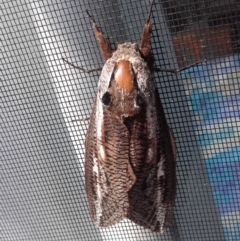 Unidentified Wood moths (Cossidae) (TBC) at South Durras, NSW - 30 Jan 2020 by sturner
