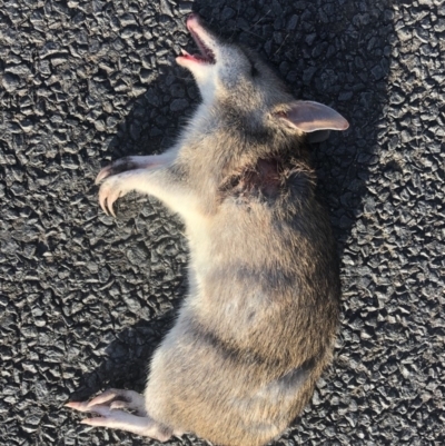 Perameles nasuta (Long-nosed Bandicoot) at Eden, NSW - 15 Jun 2019 by MickBettanin