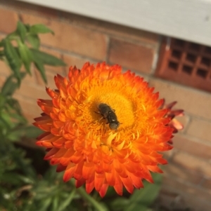 Syrphidae (family) at Eden, NSW - 28 Jan 2020