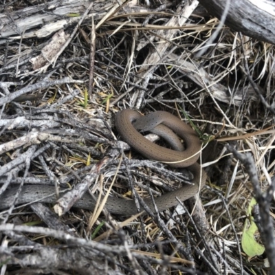 Pygopus lepidopodus (Common Scaly-foot) at Ben Boyd National Park - 21 Sep 2019 by MickBettanin