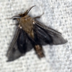 Clania ignobilis (Faggot Case Moth) at O'Connor, ACT - 31 Jan 2020 by ibaird
