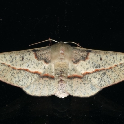 Antictenia punctunculus (A geometer moth) at Ainslie, ACT - 31 Jan 2020 by jbromilow50