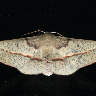 Antictenia punctunculus (A geometer moth) at Ainslie, ACT - 31 Jan 2020 by jb2602