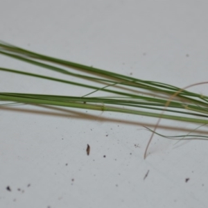 Eragrostis curvula at Wamboin, NSW - 26 Jan 2020