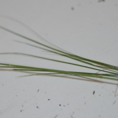 Eragrostis curvula at Wamboin, NSW - 26 Jan 2020