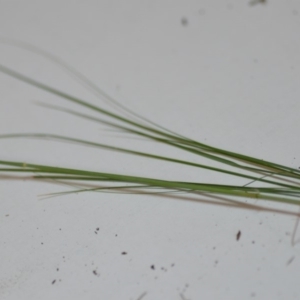 Eragrostis curvula at Wamboin, NSW - 26 Jan 2020